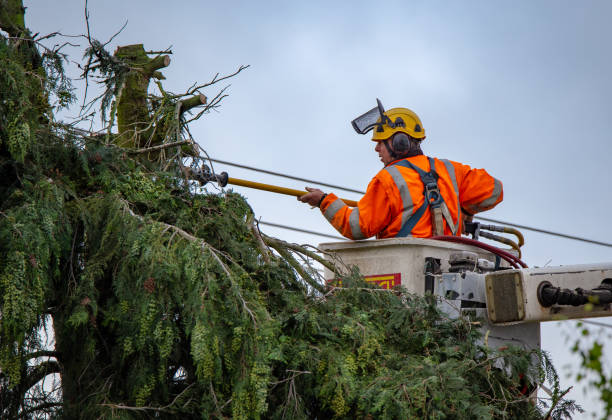 How Our Tree Care Process Works  in  Grayling, MI