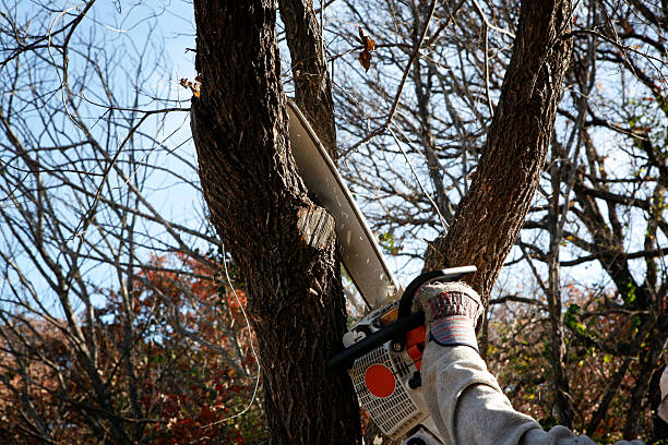 Best Hazardous Tree Removal  in Grayling, MI